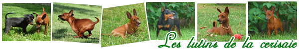 [ADOPTE] COX Pinscher nain 3 ans - Refuge Picardie - Page 8 Ban fo